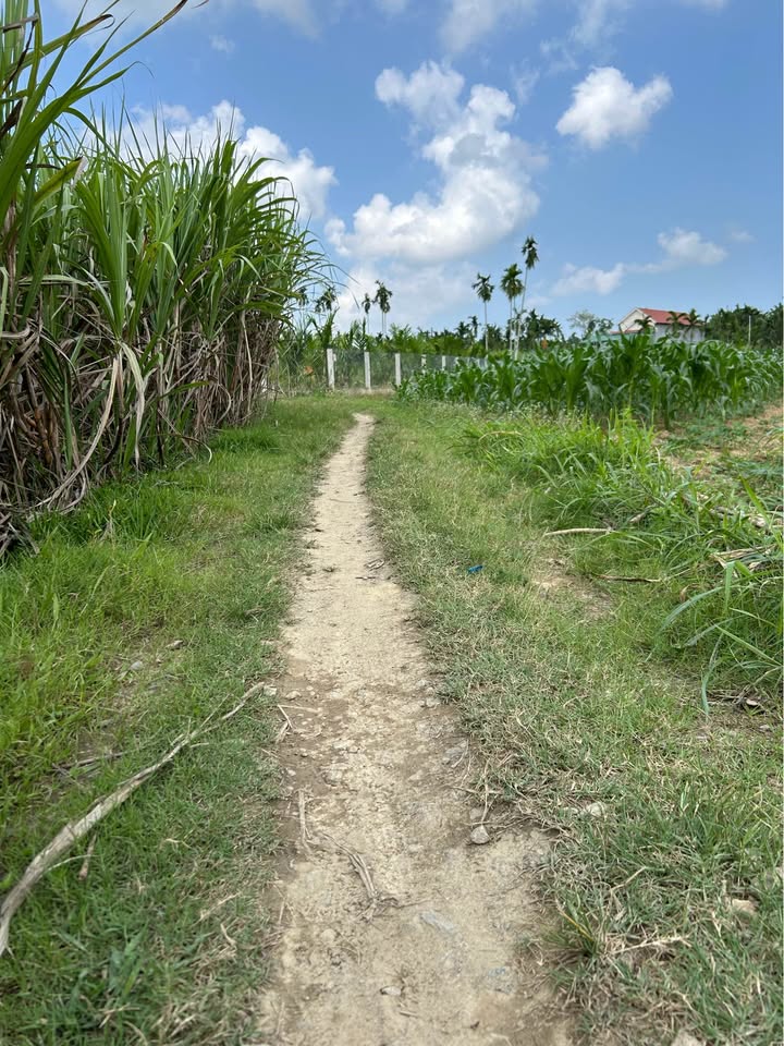 Đất nền Đào Duy Từ, Đăk Hà 650m² - Tiềm năng tăng giá vượt trội!