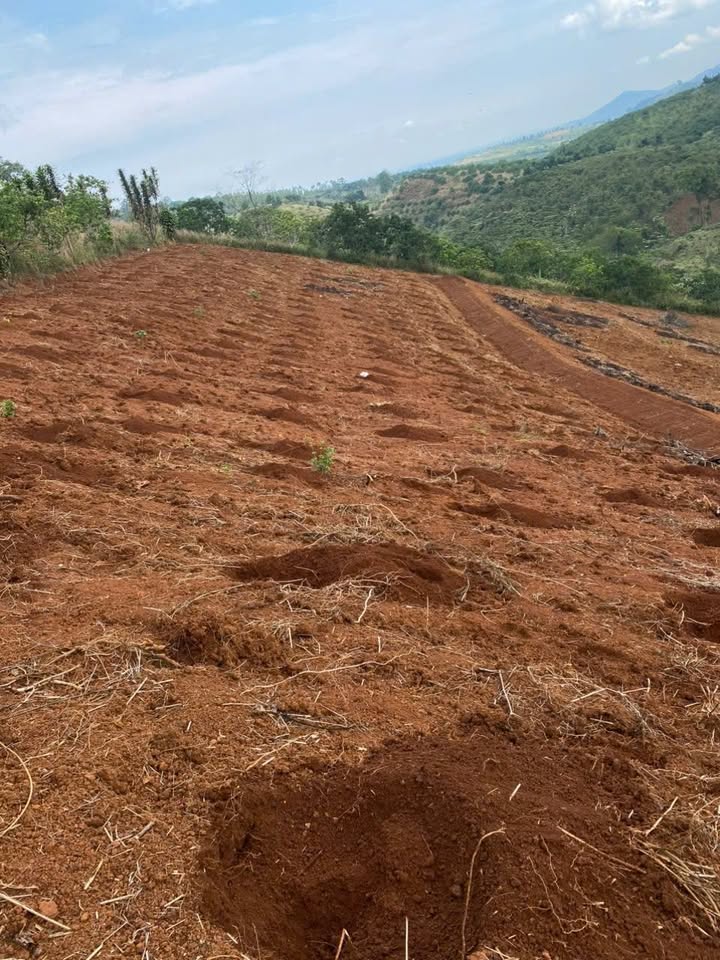 Bán Gấp Đất Vườn 12.000m² Bảo Lâm - Sẵn Sàng Làm Năng Lượng Mặt Trời