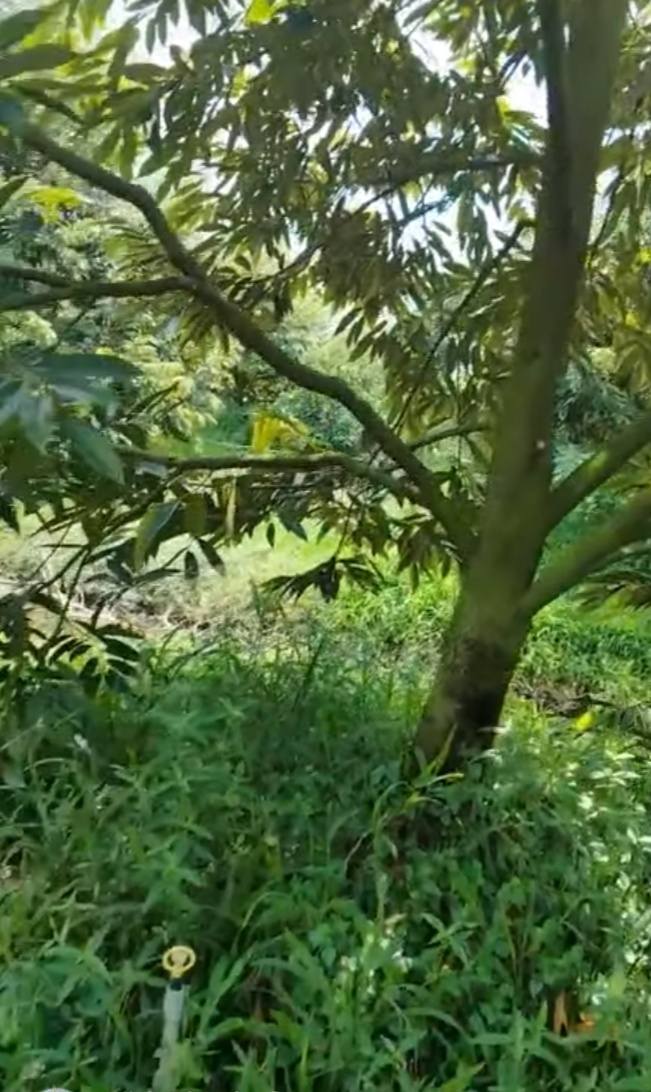 Đất vườn Xã Đốc Binh Kiều 3600m² - Tiềm năng tăng giá vượt trội!