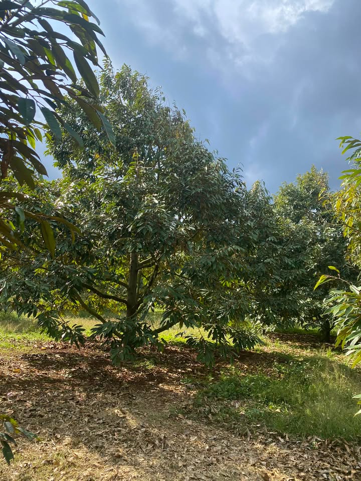 Đất rẫy Thôn Hà Bắc, Krông Pắc 2412m² - Tiềm năng tăng giá vượt trội!