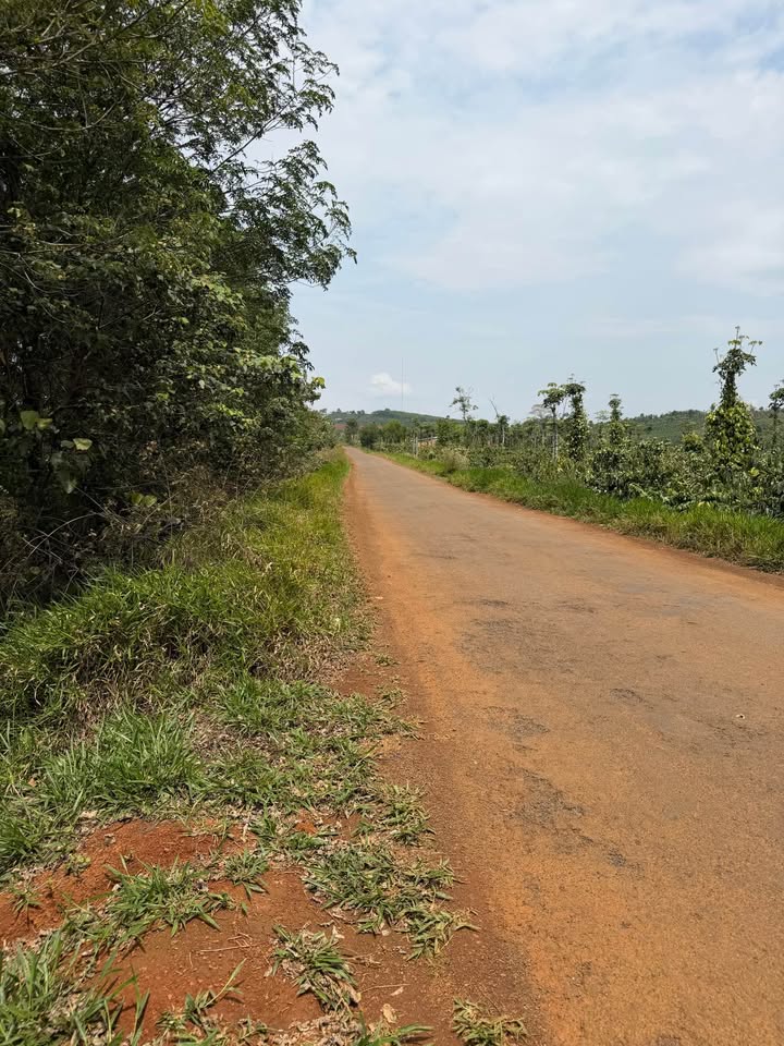 Bán Gấp Đất Nông Nghiệp 1.4ha Đắk Nông - Kinh Doanh Cafe & Trồng Sầu Riêng