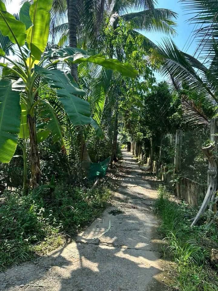 Cho thuê Vườn Dừa Xen Bưởi Long Mỹ, Bến Tre - 2600m² - 18 Triệu/Năm