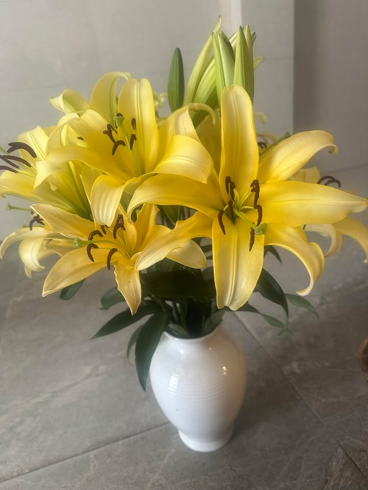 Đất nền Phú Thịnh, Phú Ninh 250m² 600 triệu - Tiềm năng tăng giá