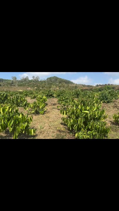 Bán 1.2ha Cà Phê Xanh Lùn Đắk Mil - 1.35 Tỷ, Hệ Thống Tự Động