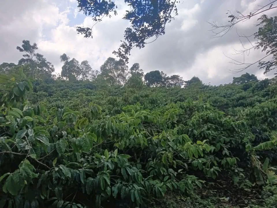 Đất nền Ea Knưk, Cư M'gar 3456m² - Tiềm năng tăng giá vượt trội!