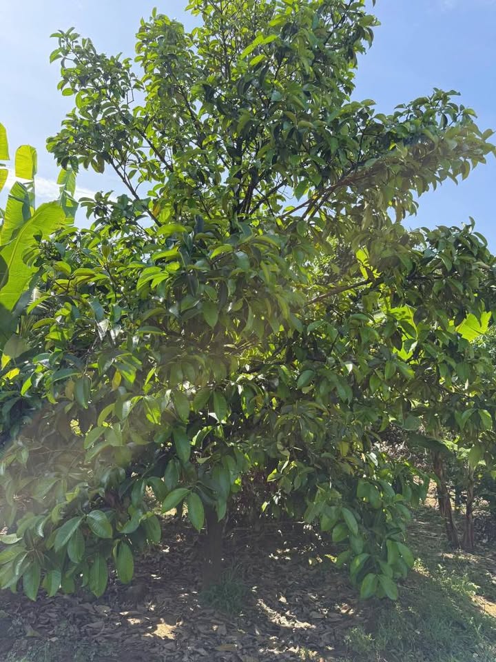 Đất Vườn Trái Cây 10.000m² Đồng Nai - Giá 2 Tỷ Đầu Tư Sinh Lời