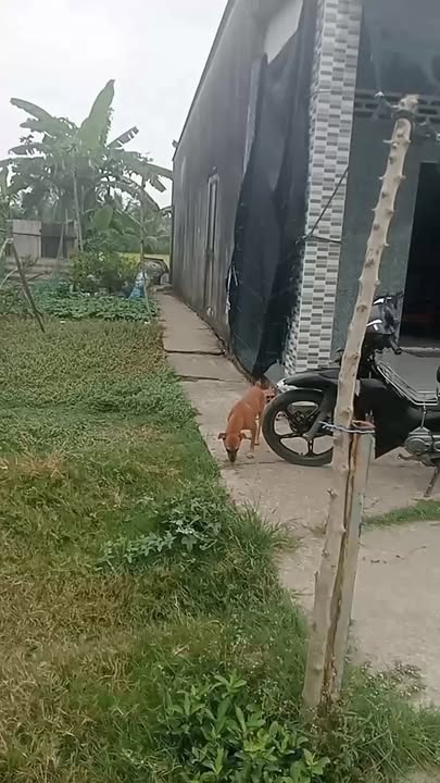 Nhà và Đất 447m² Bình Nhựt, Gò Công - Pháp lý rõ ràng, chỉ 600 triệu