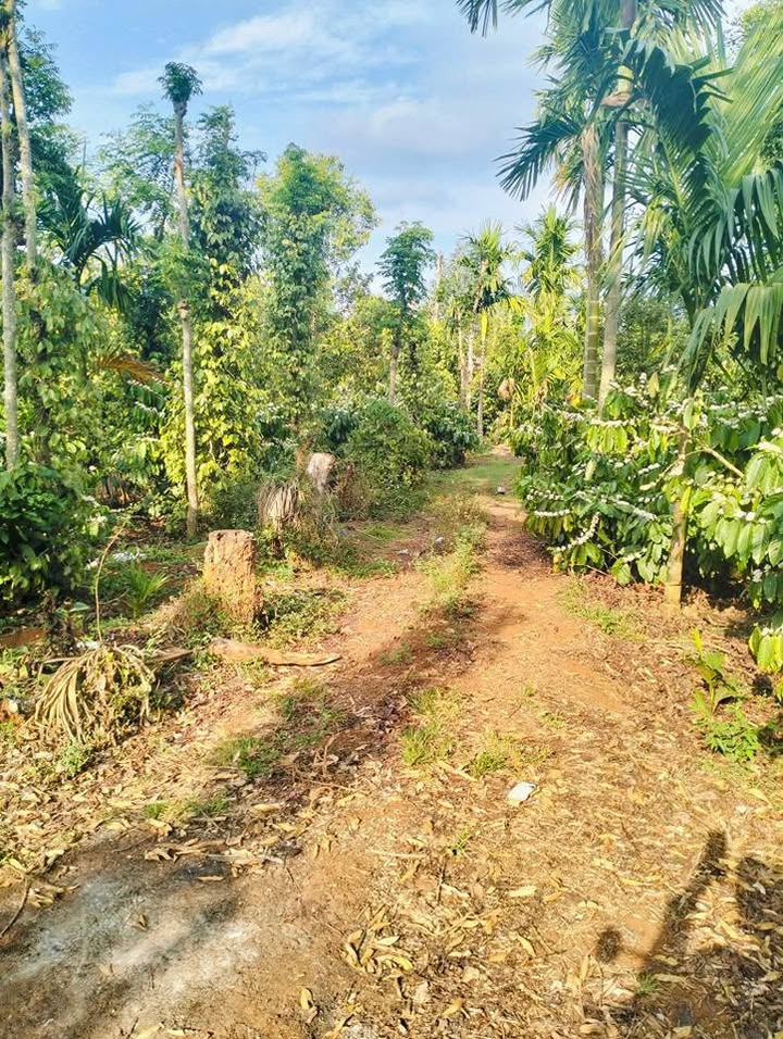 Bán Gấp Đất Vườn Ea Kar 4700m² - Trồng Sầu Riêng Thái Thu, Sổ Đỏ