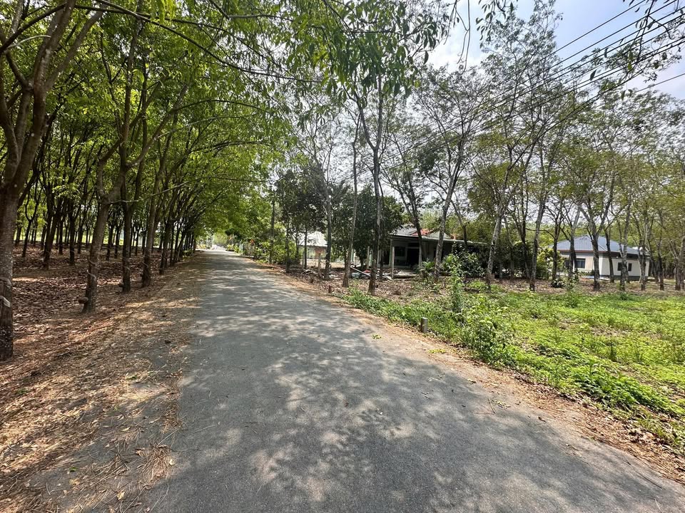 Đất Vàng Bàu Bàng 600m² Sổ Đỏ Riêng - Đầu Tư Sinh Lời Ngay