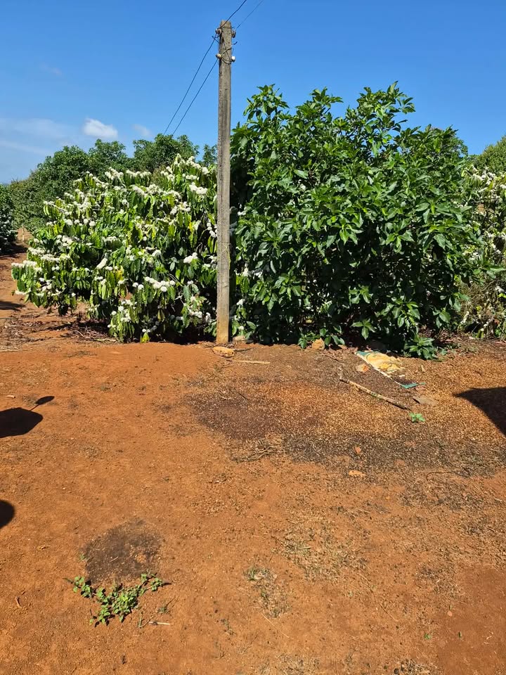 Đất nền Tân Hà, Lâm Hà 720m² - Sổ đỏ chính chủ, mặt tiền 30m!