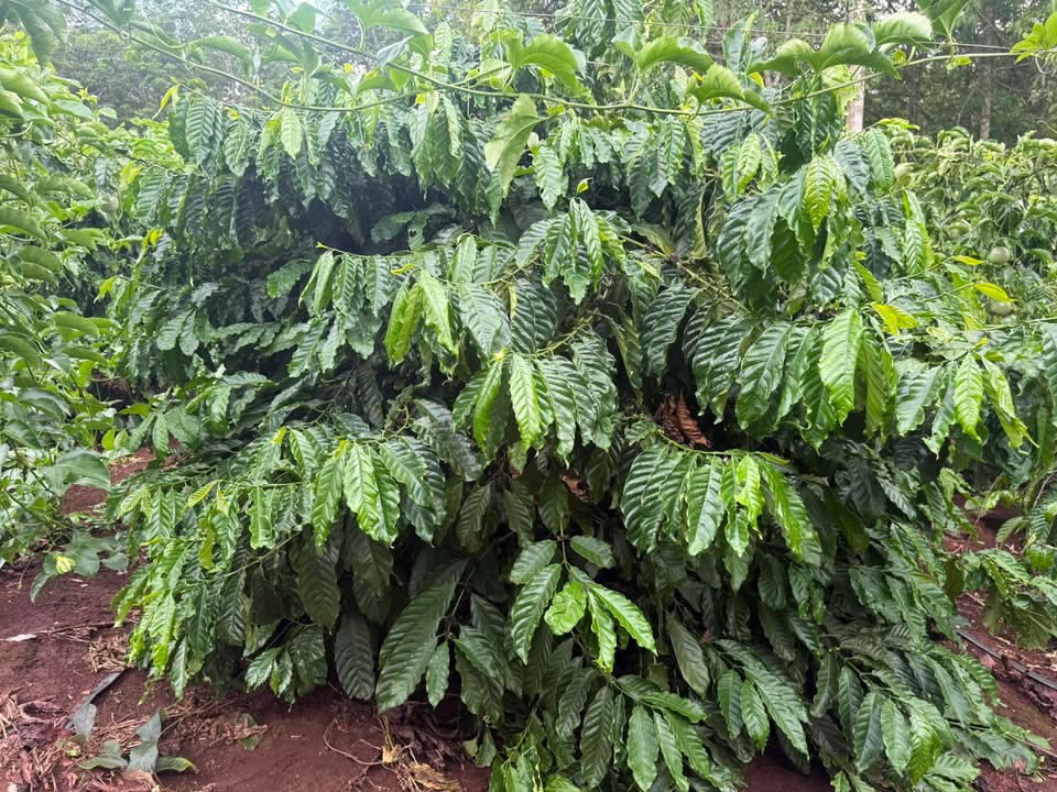 Farm Yến - Cà Phê 2000m² MT Trần Nhân Tông, Quy Nhơn - 1.45 Tỷ