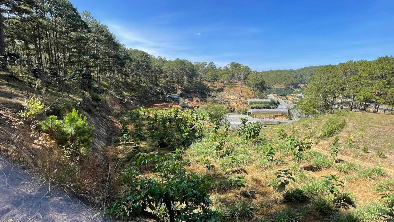 Bán Gấp 10.000m² Đất View Rừng Thông Bảo Lộc - Sổ Đỏ, Giá Đầu Tư 6 Tỷ