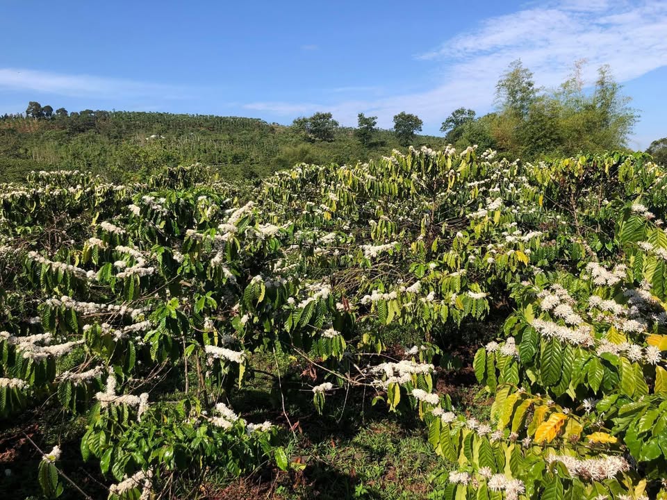 Bán Đất Nông Nghiệp Đắk Nông 1.5ha - Sổ Hồng Sẵn Sàng