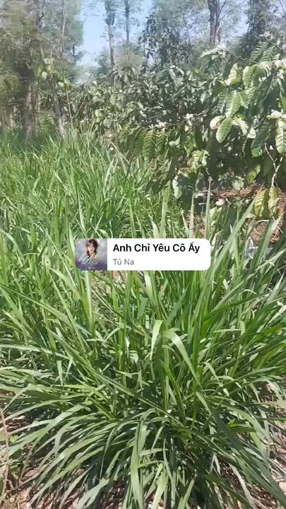 Đất rẫy Krông Pa, Đắk Lắk 10800m² - Sổ đỏ chính chủ, tiềm năng sinh lời!