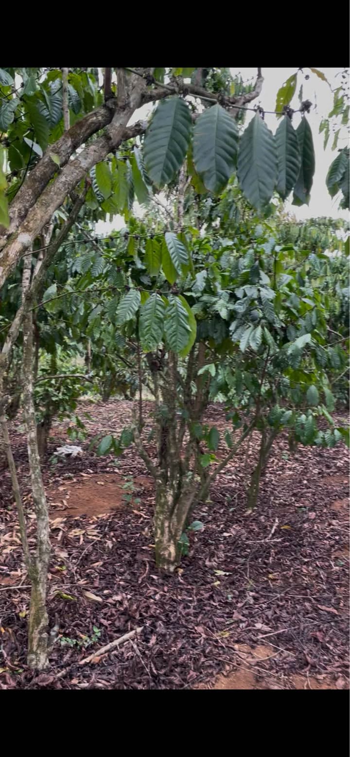 Đất nền Lộc Ngãi, Bảo Lâm 5000m² giá 2.1 tỷ - Sổ đỏ chính chủ!