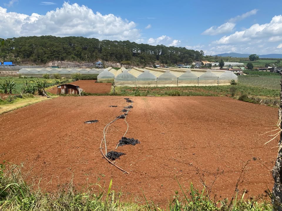 Bán Gấp Vườn 4500m² Xã Tu Tra, Đơn Dương - Sổ Đỏ, MT Bê Tông 55m