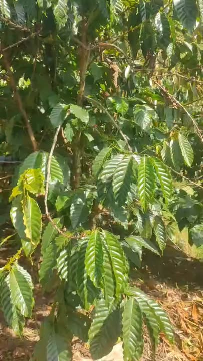 Bán Gấp Đất Vườn 22000m² Lâm Hà - Có Ao Riêng, Thế Đất Triền Đẹp