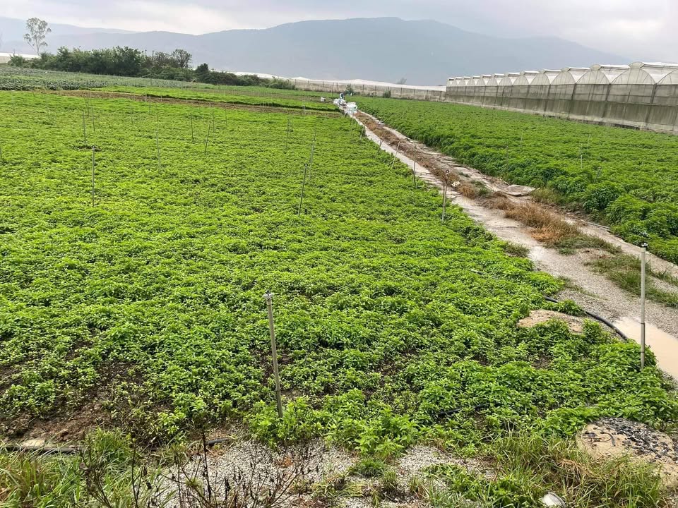 Đất nền Ka Đô, Đơn Dương 4800m² – Sổ đỏ chính chủ, giá tốt!