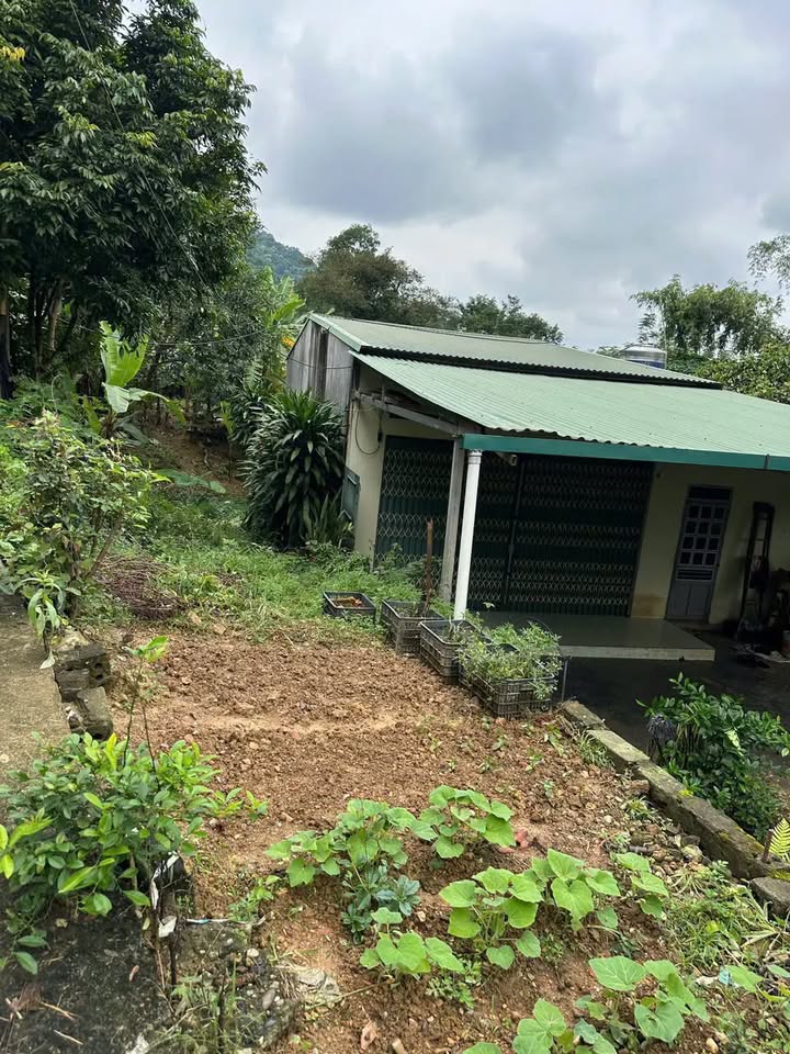 Đất thổ cư 99m² Tổ 14 Bắc Lệnh, Lào Cai - Sổ đỏ sẵn sàng, giá chỉ 790 triệu