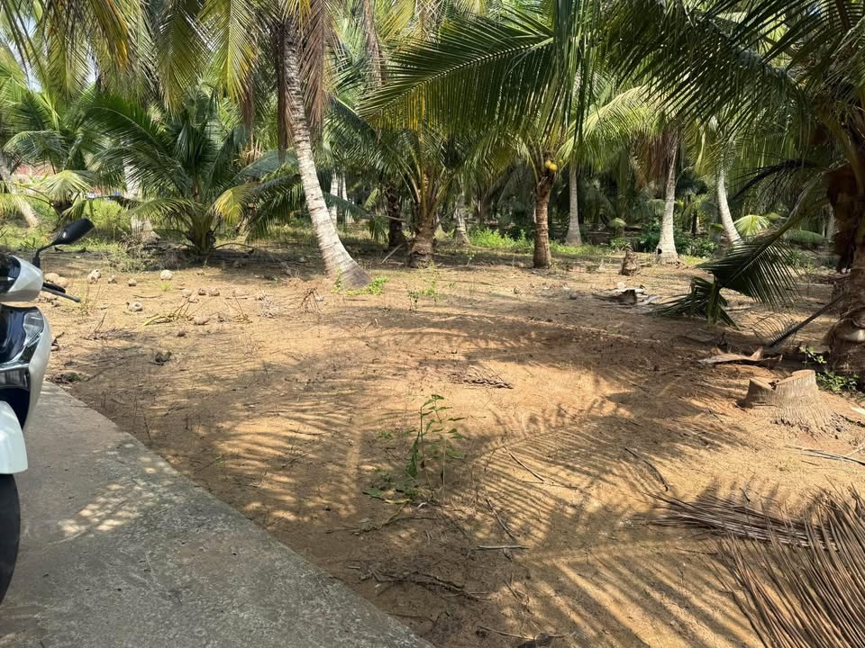 Đất nền Bến Tre 294m² - Sổ sẵn, cách chợ 200m - Giá 249 Triệu