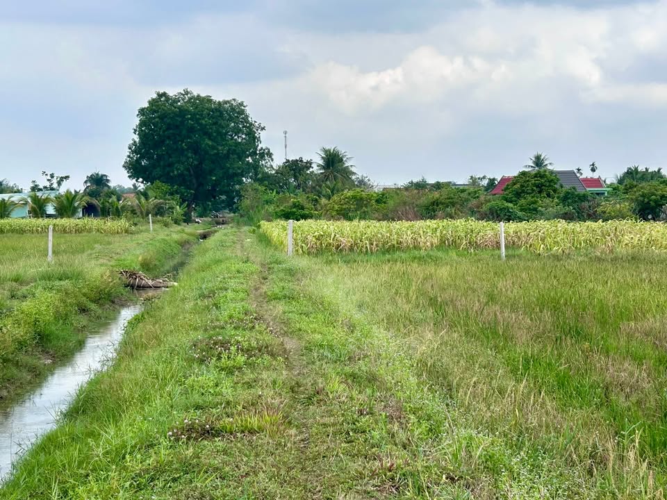 Đất nền Truông Mít, Gò Dầu 1000m² - Sổ đỏ chính chủ, tiềm năng sinh lời!