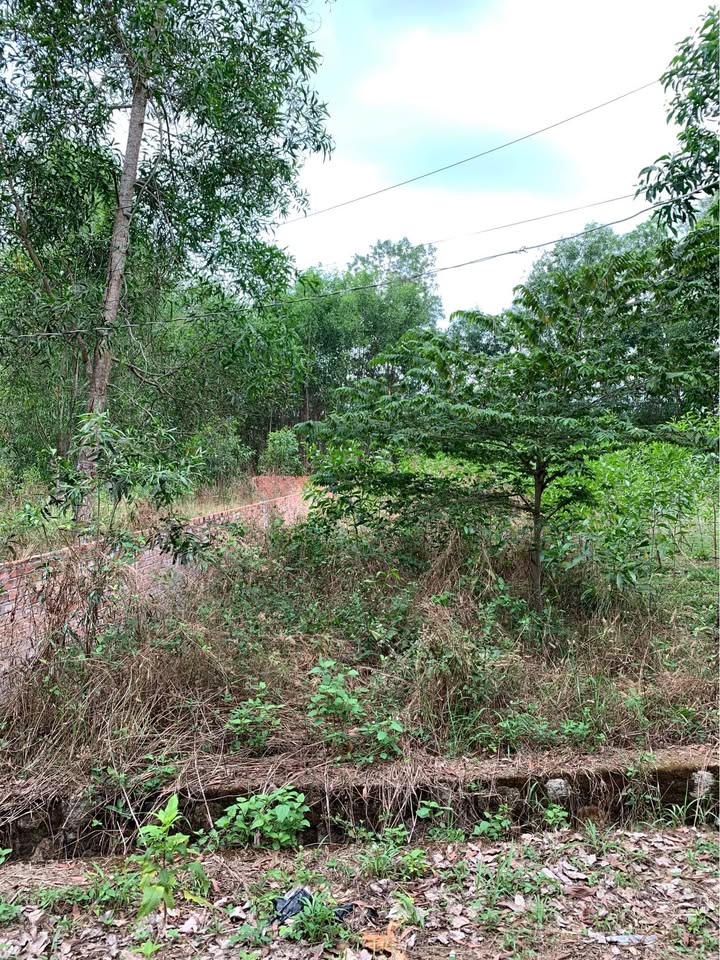 Đất nền Hắc Dịch Phú Mỹ 600m² giá 1 tỷ - Pháp lý rõ ràng