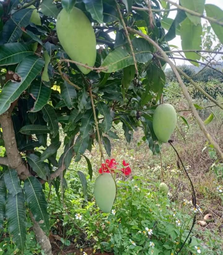 Đất Nền 500m² Lộc Thành, Bảo Lâm - Hai Mặt Tiền, View Đẹp, Giá 820 Triệu