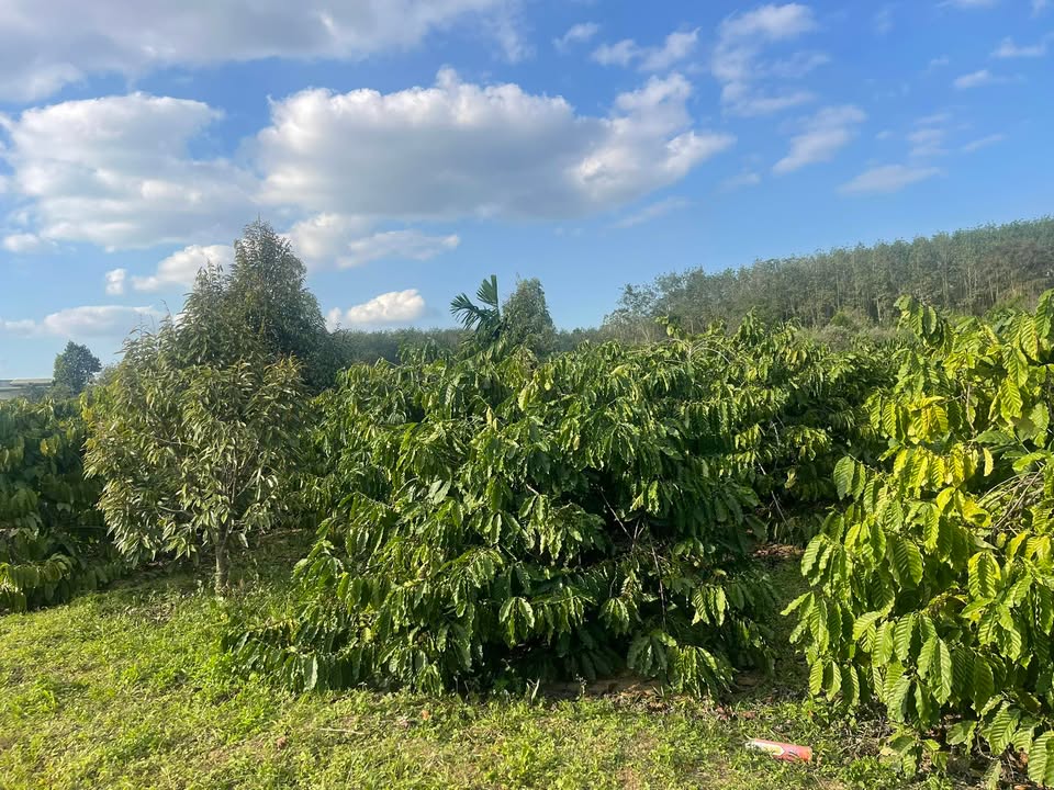 Bán Gấp 5.1 Sào Đất Vườn Cà Phê Eakao, Buôn Ma Thuột - 2.23 Tỷ