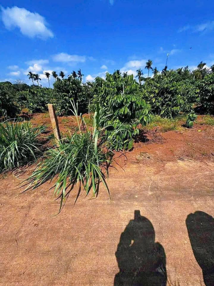 Đất nền Bàn Cờ Quỳnh Ngọc, Buôn Ma Thuột - Sổ đỏ 170m² Giá Hời