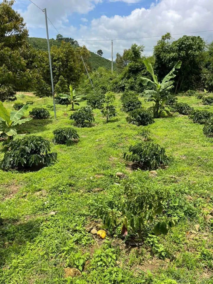 Đất nền Lộc Thành 1,5ha 7,05 tỷ - Sổ đỏ chính chủ