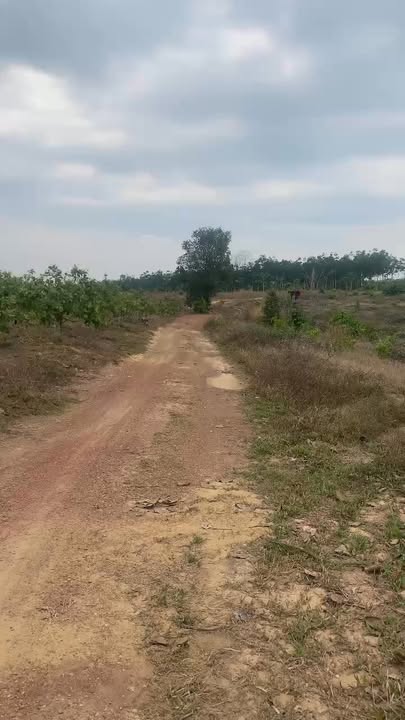 Đất nền Xã Phước Tân, Phú Riềng 27000m² - Sổ đỏ chính chủ!