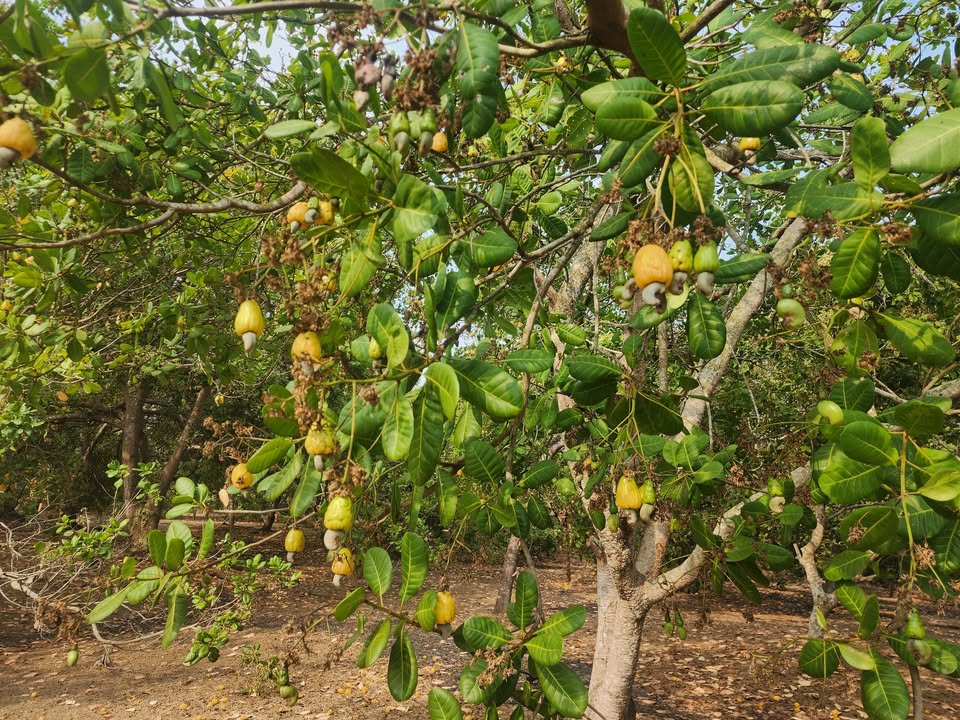 Đất Vườn Đa Kia 20.000m² - Nghỉ Dưỡng Lý Tưởng, View Sông Đẹp!