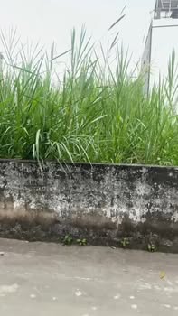 Đất nền Thôn Chùa, Bắc Giang 130m² - Sổ đỏ chính chủ!