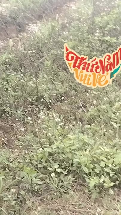 Đất Nông Nghiệp Hạ Sơn, Quỳ Hợp 4ha - Sổ Hồng Trao Tay