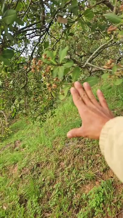 Bán Gấp Farm Cà Phê 11.000m² Đắk Mil, Đắk Nông - Sổ Đỏ Sẵn Sàng