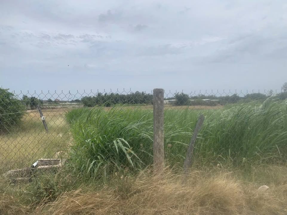 Bán đất 5000m² mặt tiền đường bê tông Phước Hòa - Sổ đỏ, giá tốt