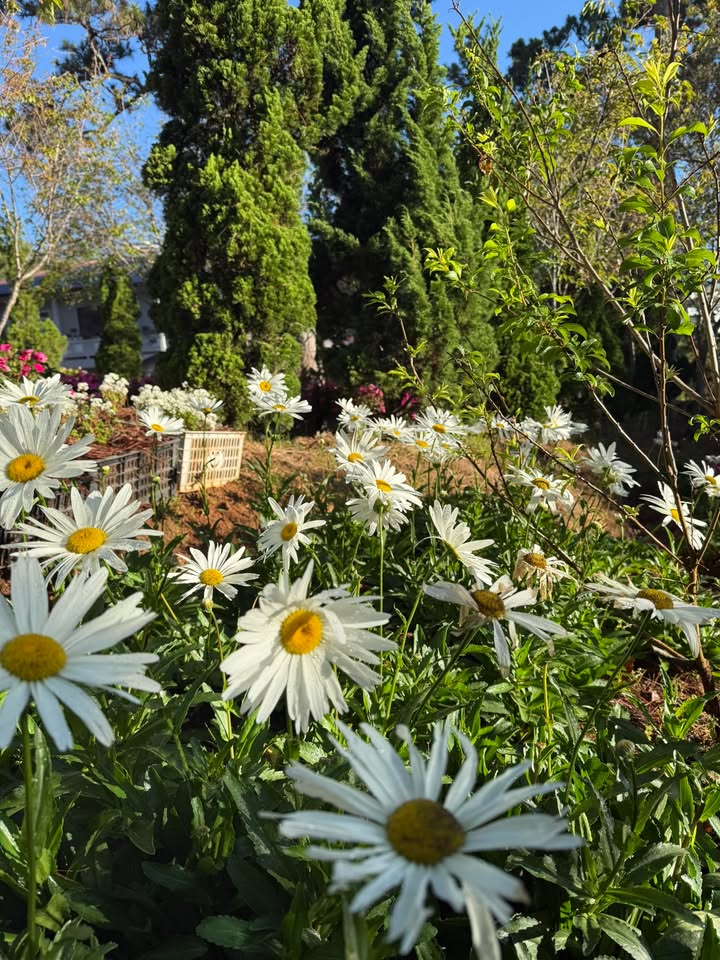 Nhà 2 Mặt Tiền 64m² Phường Vạn Thắng, Nha Trang - 4.9 Tỷ