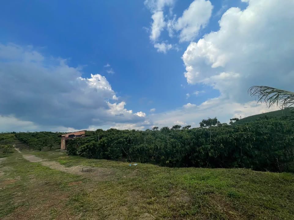 Đất Vườn Lộc Ngãi 8.5 Sào - Đường Ô Tô, Cà Phê Xanh Mướt