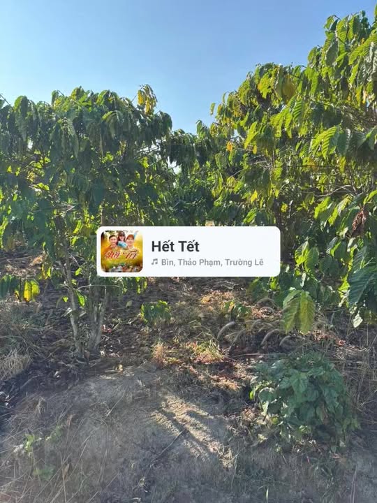 Bán 6 Sào Cà Phê Thu Nhập Ổn Định - Lâm Hà, Lâm Đồng - Sổ Đỏ