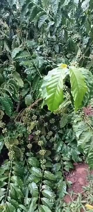 Đất vườn Ninh Gia, Đức Trọng 10.000m² - Sổ đỏ chính chủ, giá tốt!