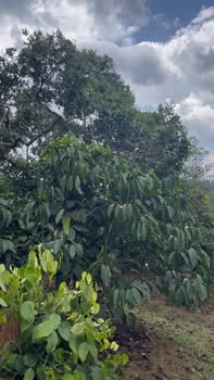 Đất Vườn 1.3ha Bình Phước - Mặt Tiền Đường Bê Tông, Giá 1.9 Tỷ