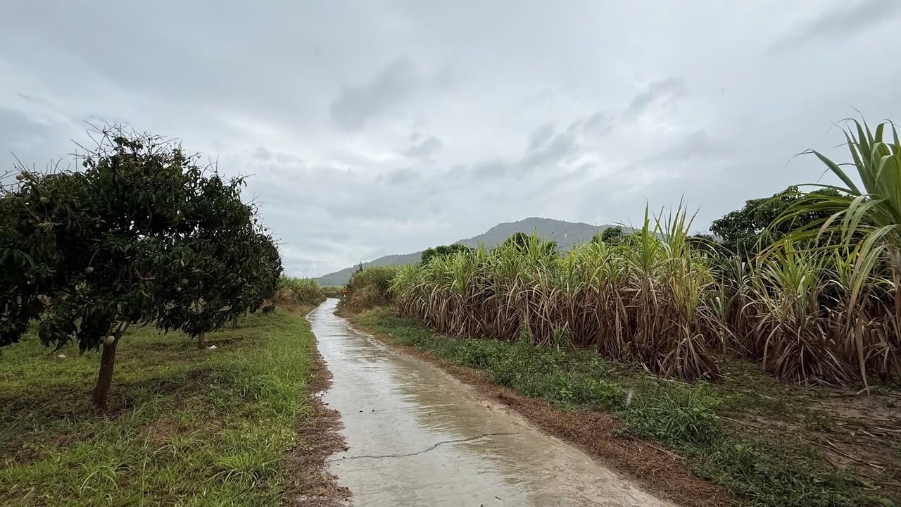 Bán Đất Vườn Xoài Cam Lâm 2330m² - Sẵn Khai Thác, Giá Đầu Tư 1.2 Tỷ