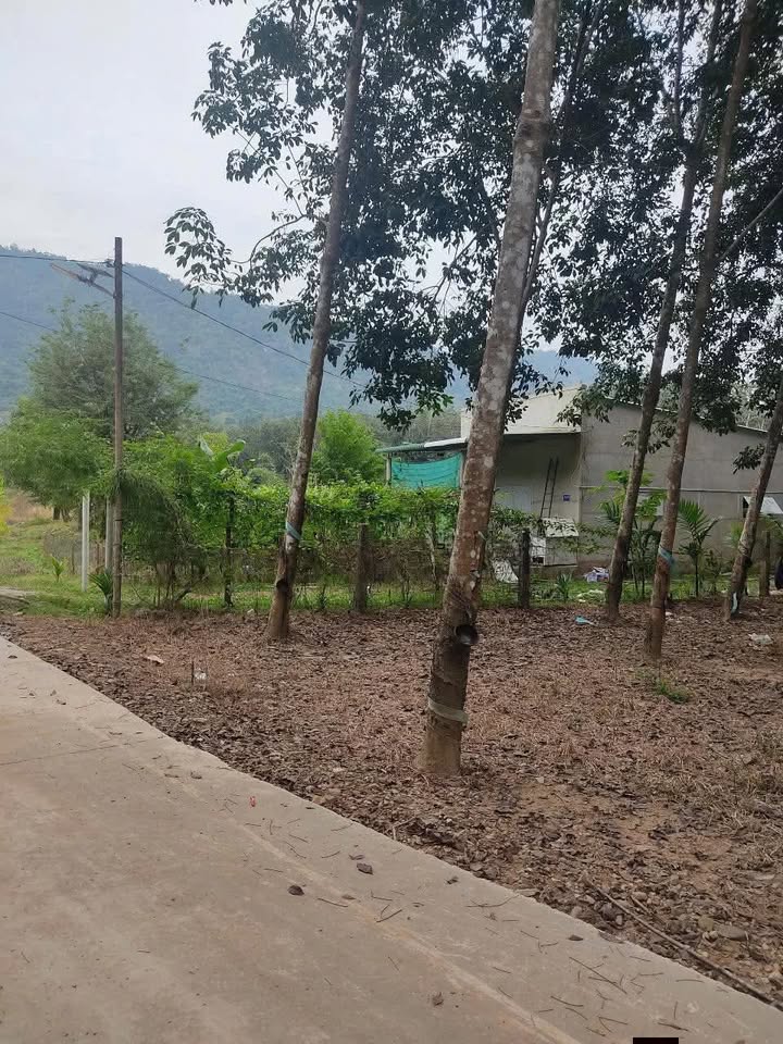 Bán Gấp 8ha Đất Cây Lâu Năm Tánh Linh - Sổ Đỏ, 200m Mặt Tiền Bê Tông