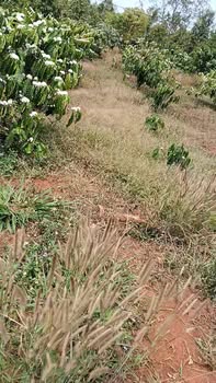 Đất Vườn Ea Tân 1ha giá 2.9 tỷ - Đầu tư dài hạn, sinh lời bền vững!