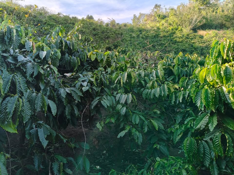 Bán Đất Vườn Rô Men, Đam Rông 3600m² - Sổ Đỏ Đang Hoàn Thiện, Giá 1.15 Tỷ