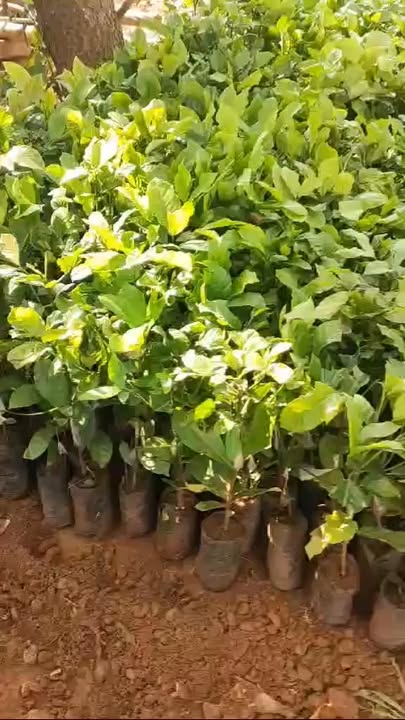 Bán Gấp 3.5ha Trang Trại Điều Già Đak Nhau, Bình Phước - Giá Đầu Tư 3.15 Tỷ