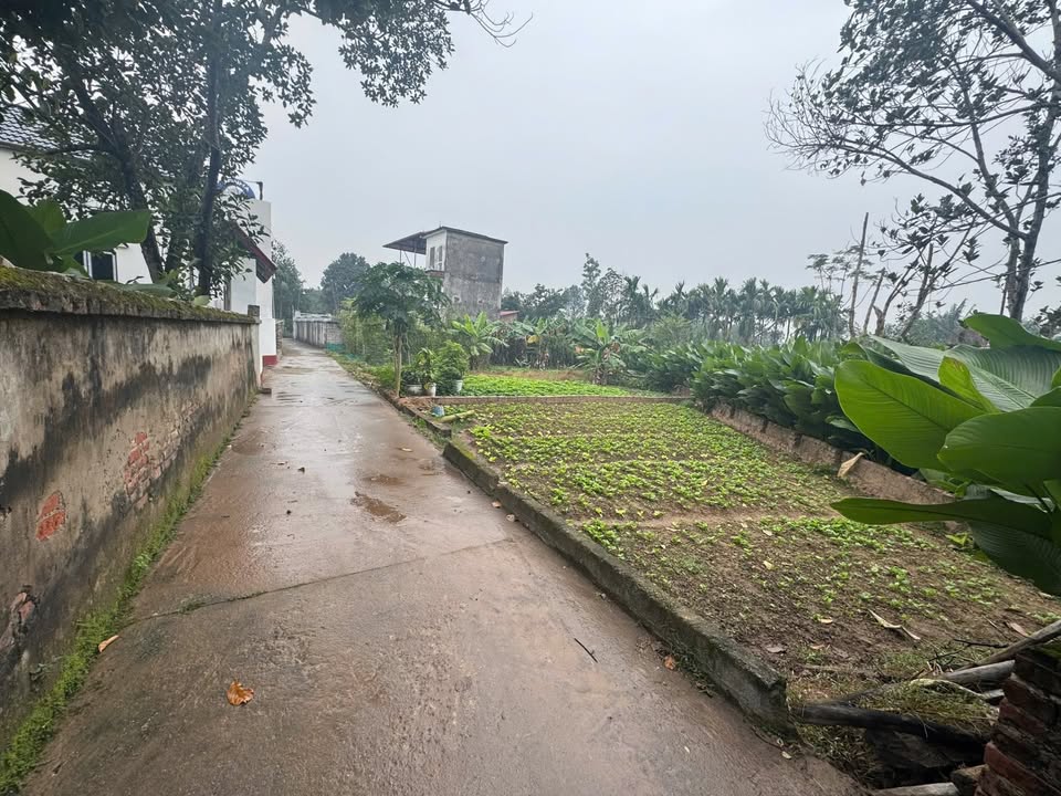 Đất nền Kim An, Thanh Oai 62.8m² - Tiềm năng tăng giá hấp dẫn!