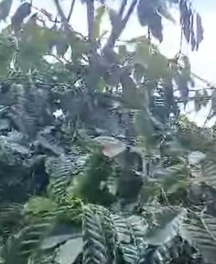 Đất Tà Hine Đà Loan 2,2ha giá 3,2 tỷ - Đường to ô tô