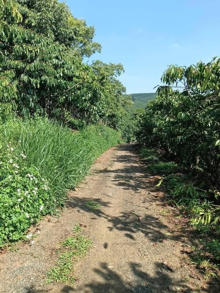 Đất nền Xã Lộc Nga Bảo Lộc 29100m² - Sổ đỏ chính chủ!