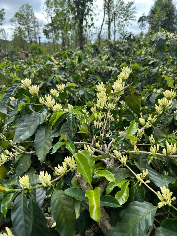 Đất nền Hướng Phùng, Hướng Hóa 3.5ha - Sổ đỏ chính chủ, sẵn nhà!